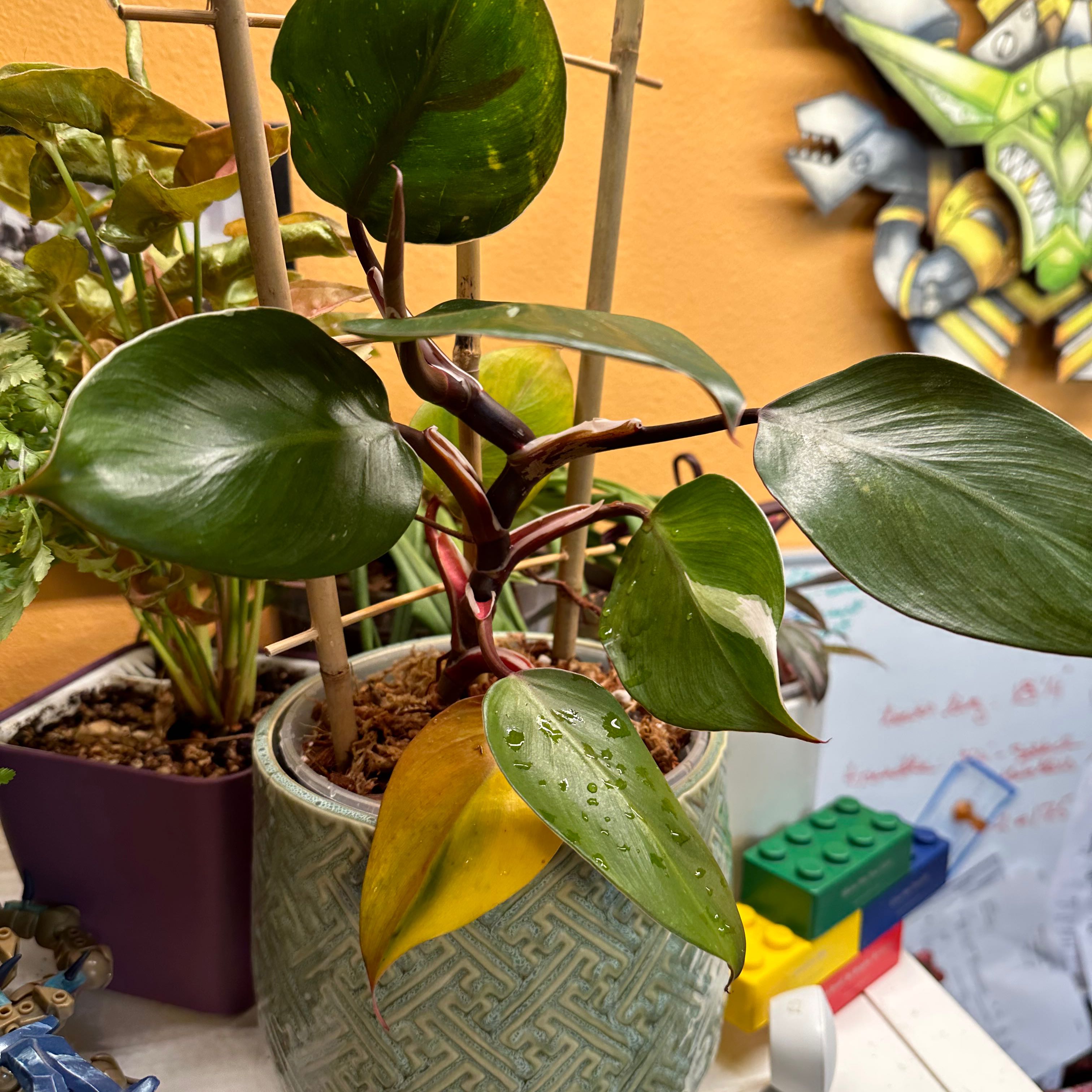 White Knight Philodendron in a pot with one yellowing leaf, visible soil, and other plants in the background.