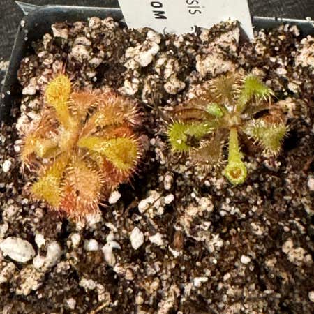 Photo of the plant species Natal Sundew by @jeanbpdx named Doja on Greg, the plant care app