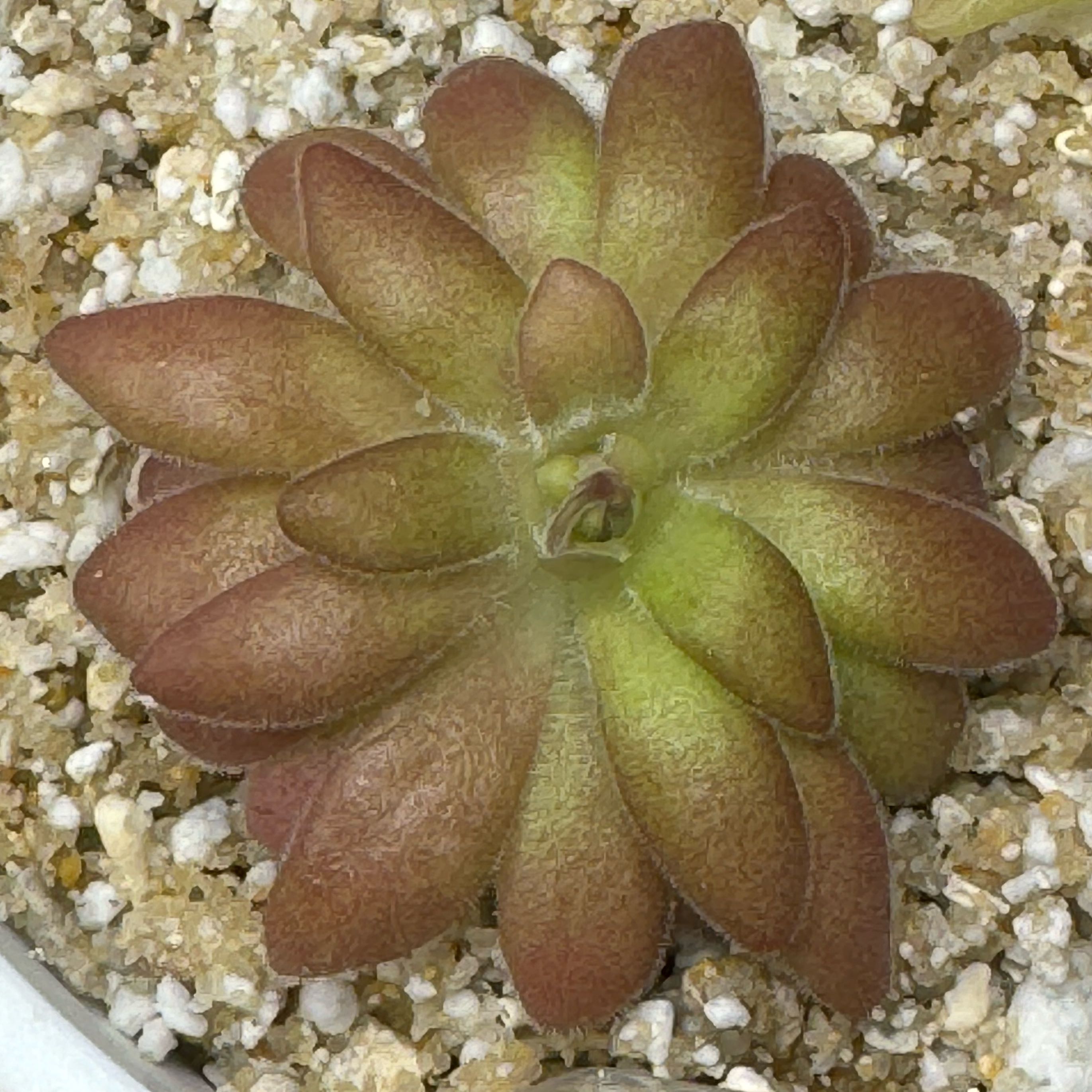 Photo of the plant species Pinguicula agnata gypsicola by @jeanbpdx named Layla on Greg, the plant care app
