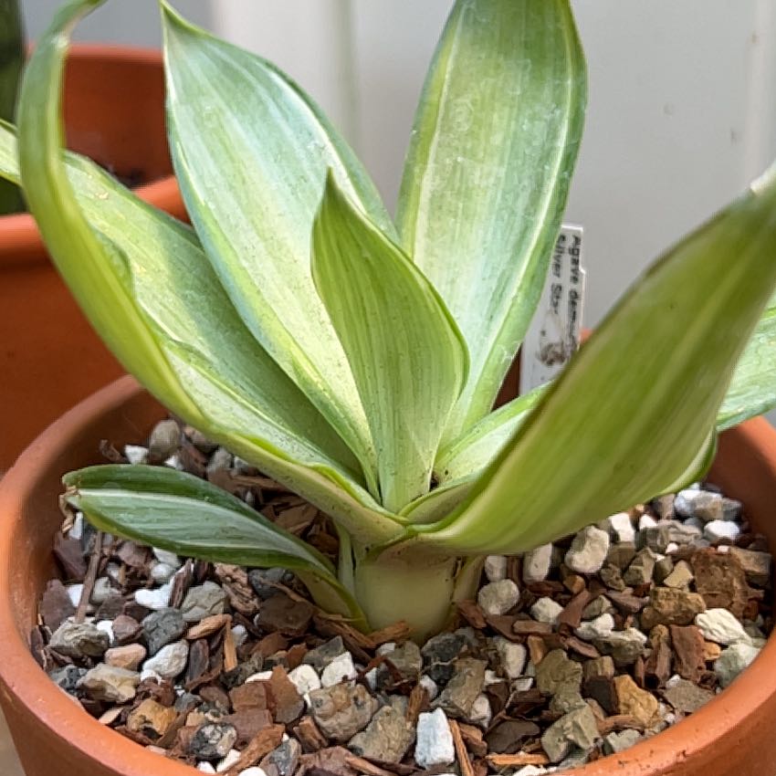 Potted Agave desmettiana 'Variegata' with variegated leaves and visible soil.