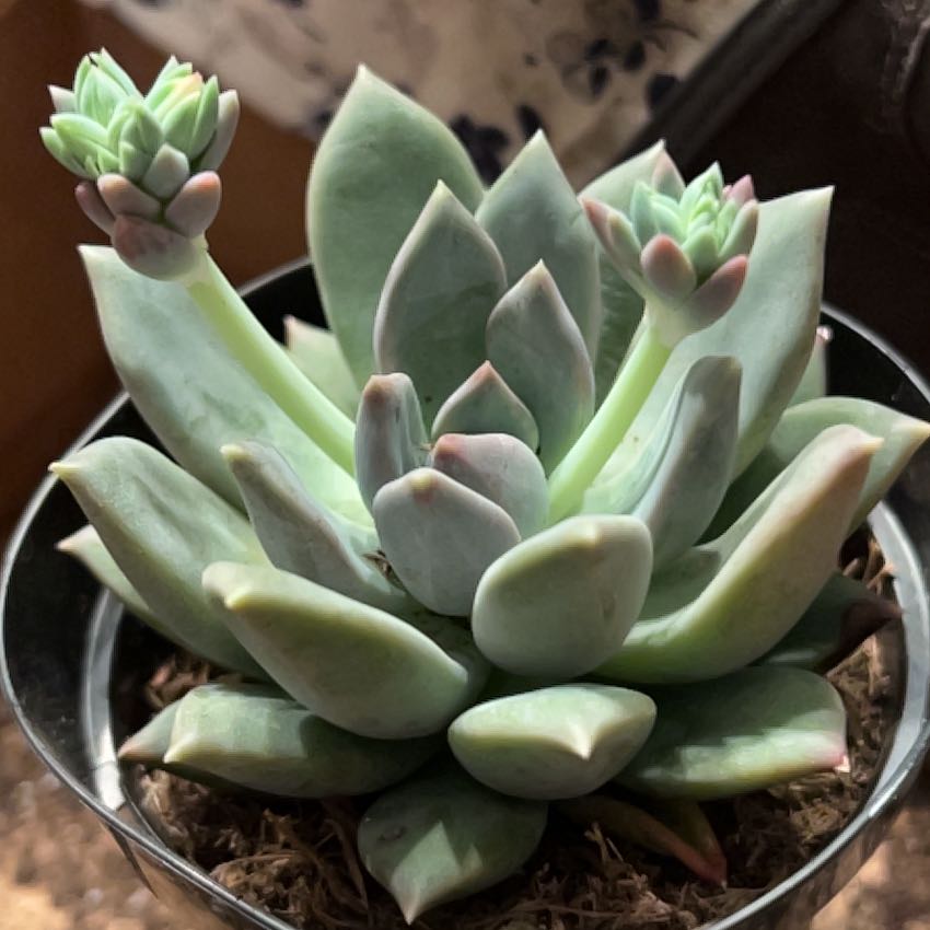 Healthy Pachyphytum 'Aquamarine' succulent with bluish-green leaves and pinkish tips.