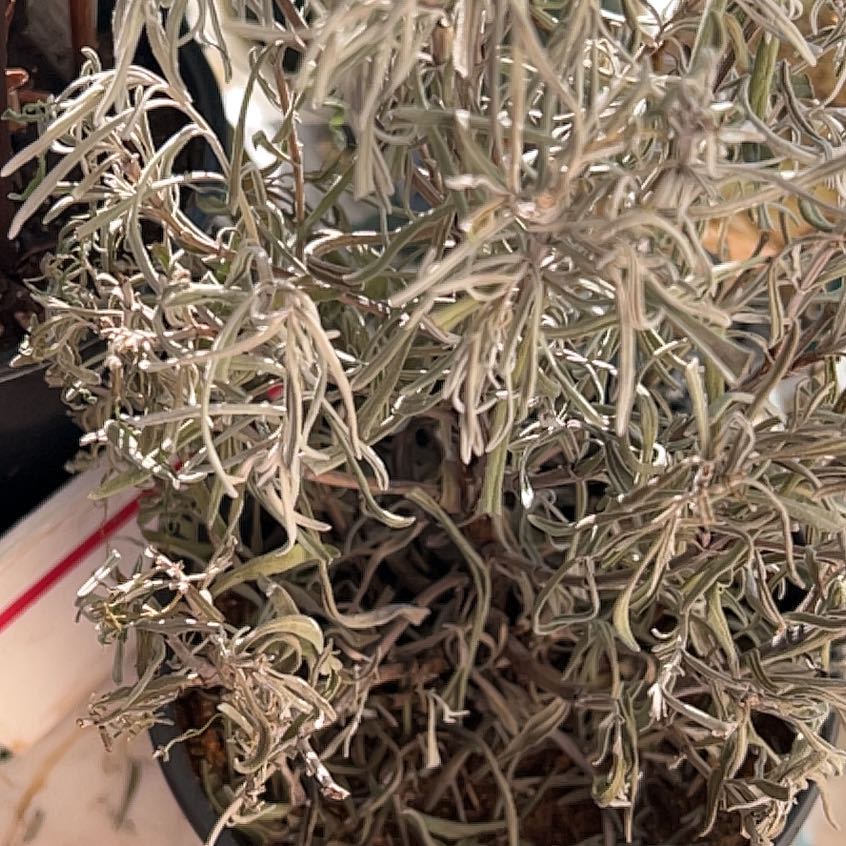 Photo of the plant species Fernleaf Lavendar by @SuperbBasil named Sonora on Greg, the plant care app