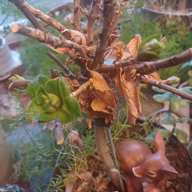 Photo of the plant species Hydrangea by @JoyfulPlantMom named Pastor Liebich on Greg, the plant care app