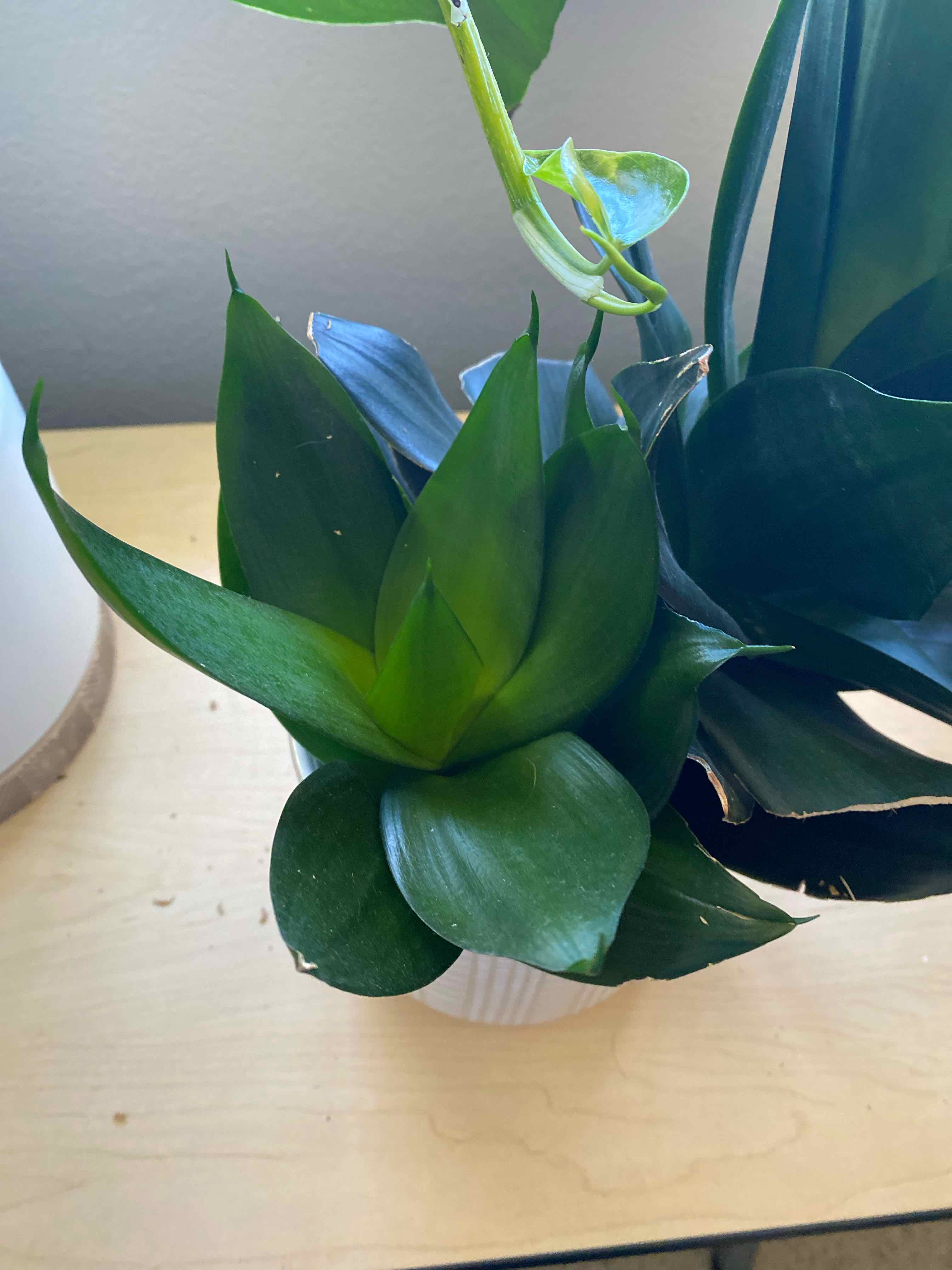 Sansevieria Black Dragon plant with dark green leaves, well-maintained and healthy.