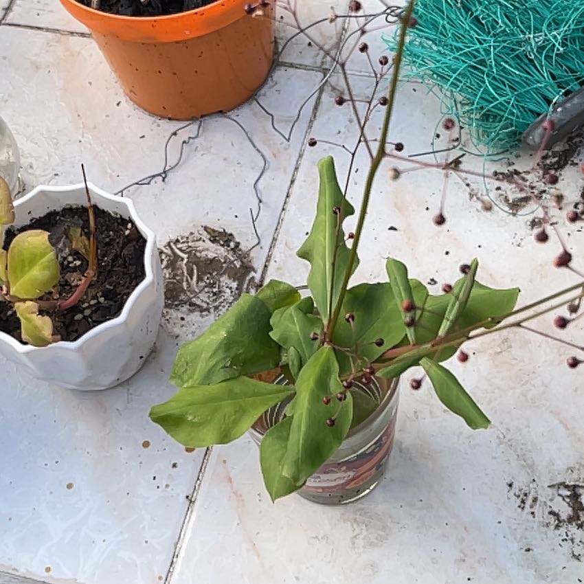Jewels of Opar plant with green leaves and small buds in a glass container. Soil is visible.