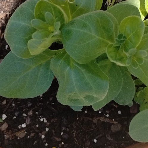 Photo of the plant species Seaside Daisy by @ChicFringetree named Nemo on Greg, the plant care app