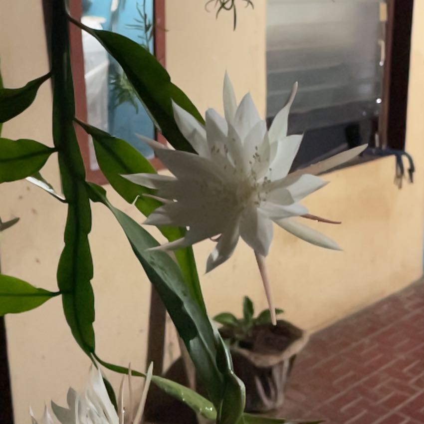 Photo of the plant species American White Waterlily by @RightfullyKoa named Hamilton on Greg, the plant care app