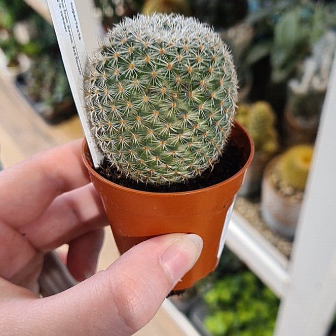 Photo of the plant species Mammillaria supertexta by @RadCalamondin named Miley on Greg, the plant care app