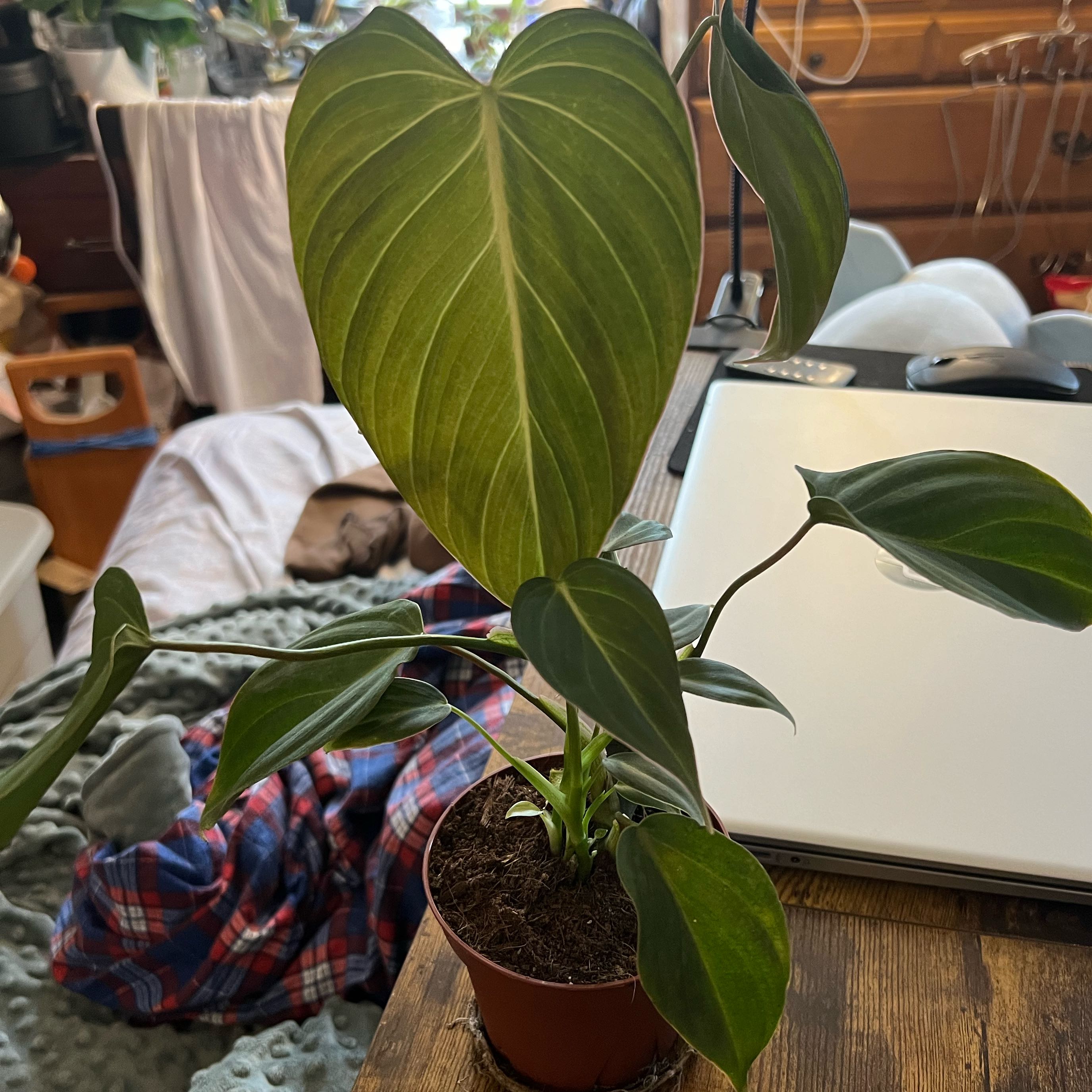Philodendron 'Glorius' plant in a small pot with vibrant green leaves, well-framed and centered.