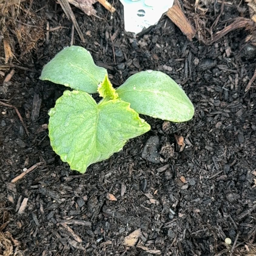 Plant care for Cucumber Straight Eight on Greg, the plant care app