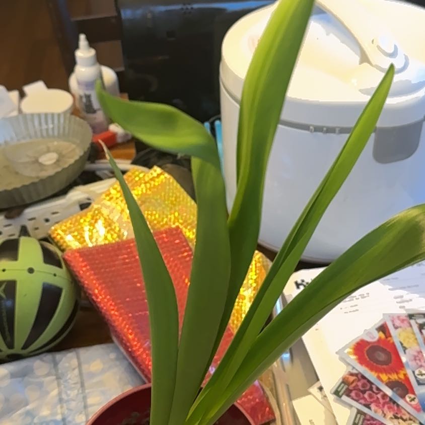 Photo of the plant species Amaryllis 'Marquis' by @AgileBroomsedge named Stella on Greg, the plant care app