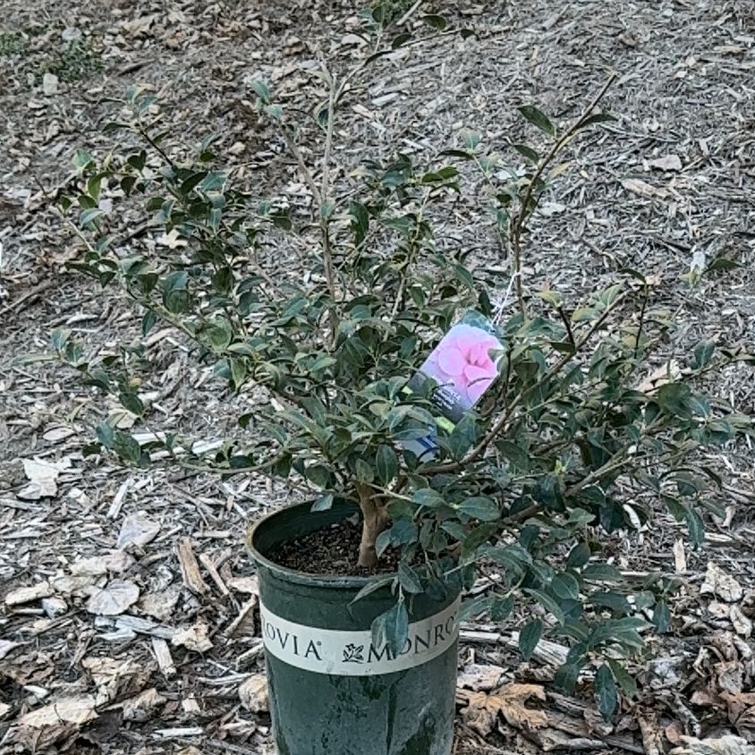 Photo of the plant species Shi Shi Camellia by @AgileBroomsedge named Sproutacus on Greg, the plant care app