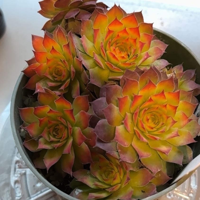 Photo of the plant species Gold Nugget Hens and Chicks by @AgileBroomsedge named Mollie on Greg, the plant care app