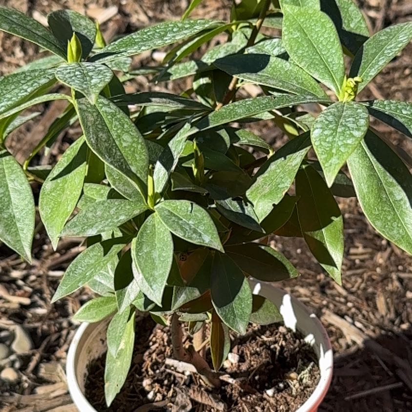 Photo of the plant species Daphne 'Perfume Princess' by @AgileBroomsedge named Muhammad Ali on Greg, the plant care app