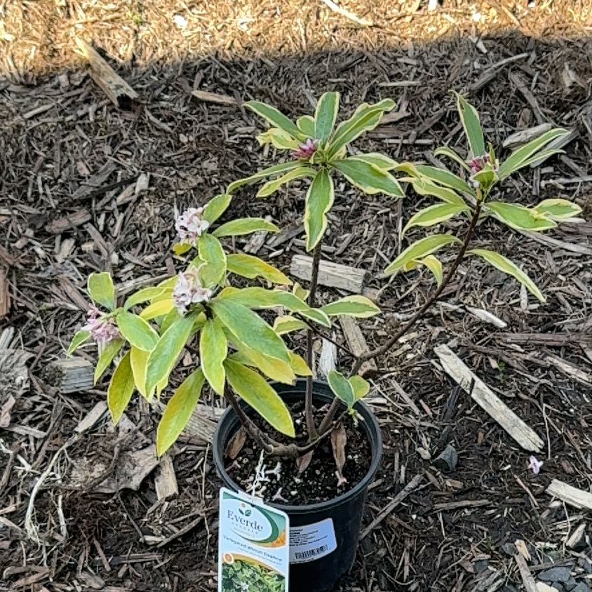 Photo of the plant species Variegated Winter Daphne by @AgileBroomsedge named Morgan Treeman on Greg, the plant care app