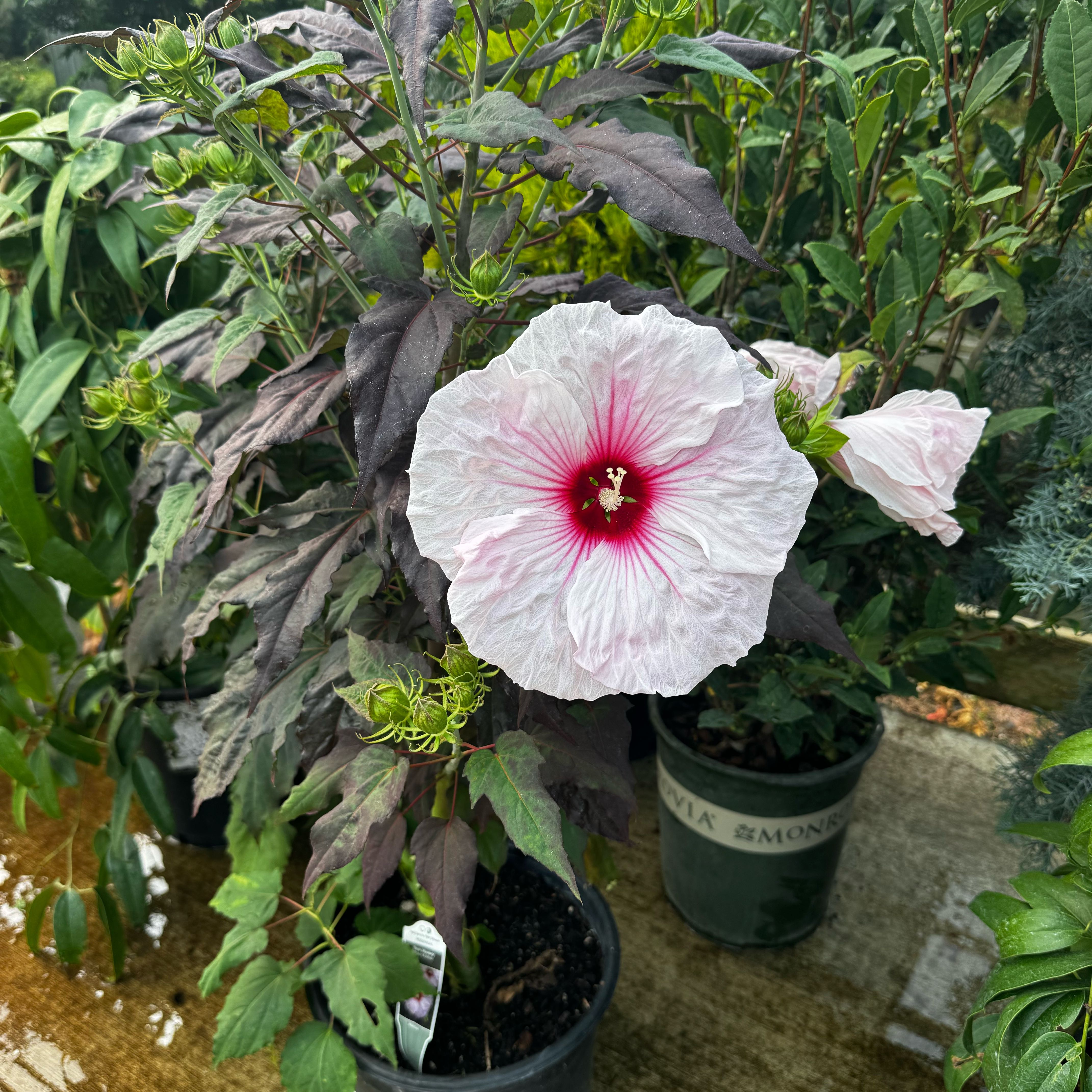 Photo of the plant species Hibiscus 'Dark Mystery' by @AgileBroomsedge named Drake on Greg, the plant care app
