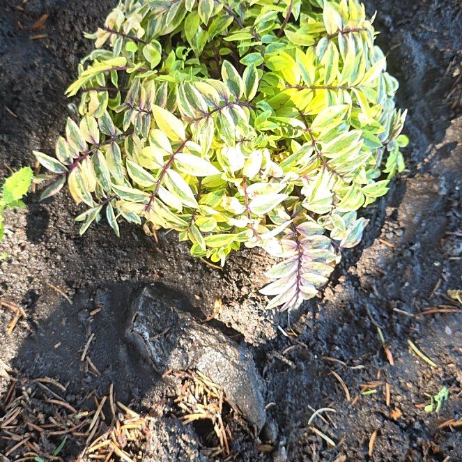 Photo of the plant species Sickle Fern by @GorgeousLippia named Kylie on Greg, the plant care app