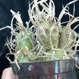 Photo of the plant species paper spine cactus by @SpiffyWaterlily named Mochi on Greg, the plant care app