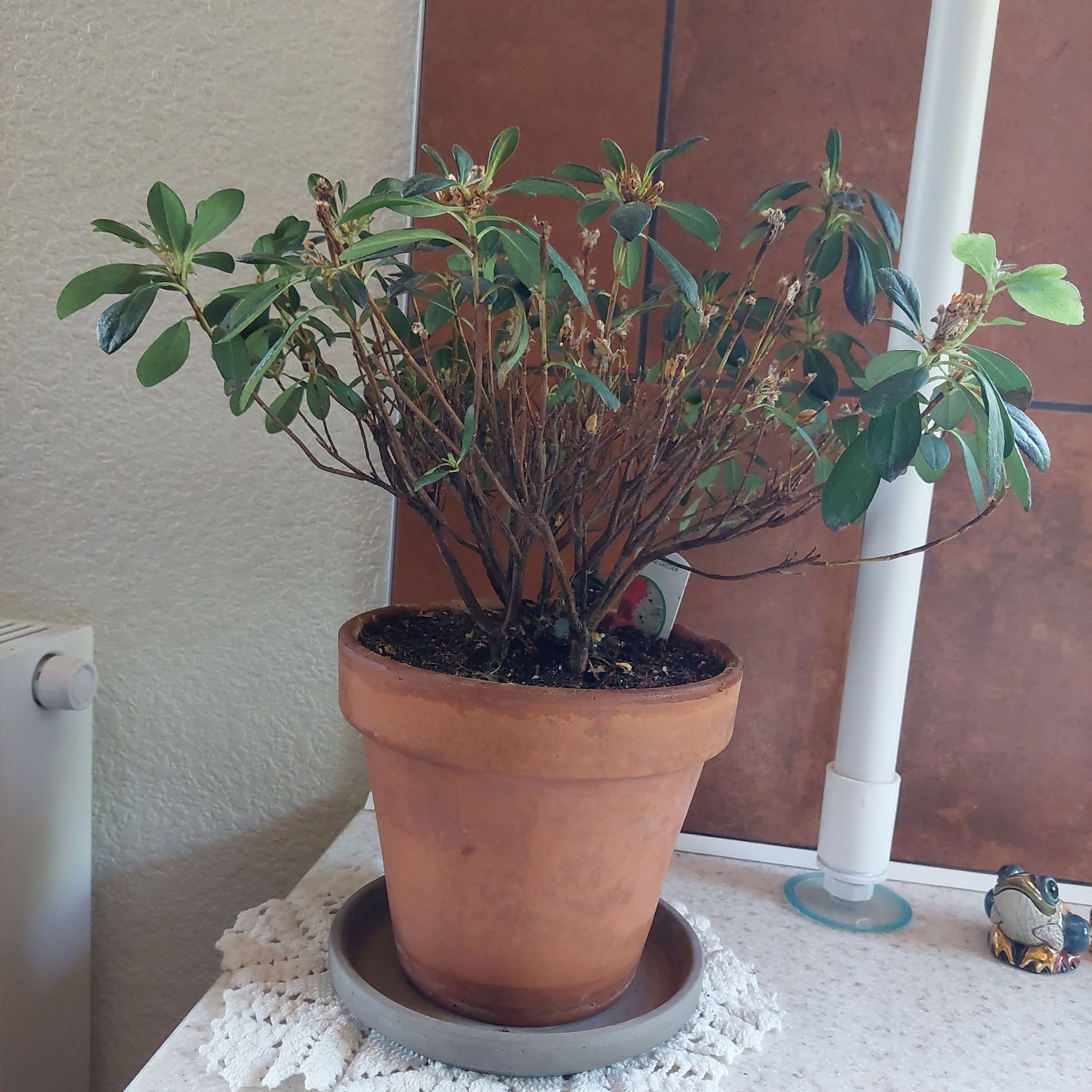 Photo of the plant species Azalea by @LoyalTreeechium named Aria on Greg, the plant care app