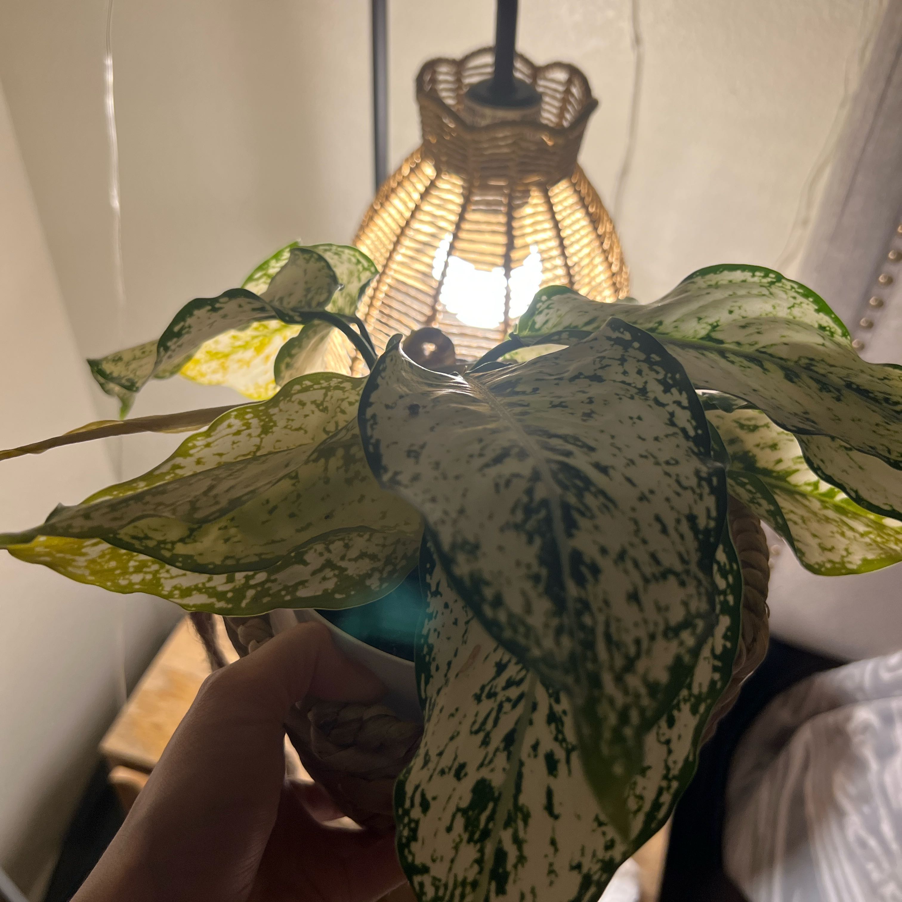 Photo of the plant species First Diamond Chinese Evergreen by @CertainDuwei named Sproutacus on Greg, the plant care app