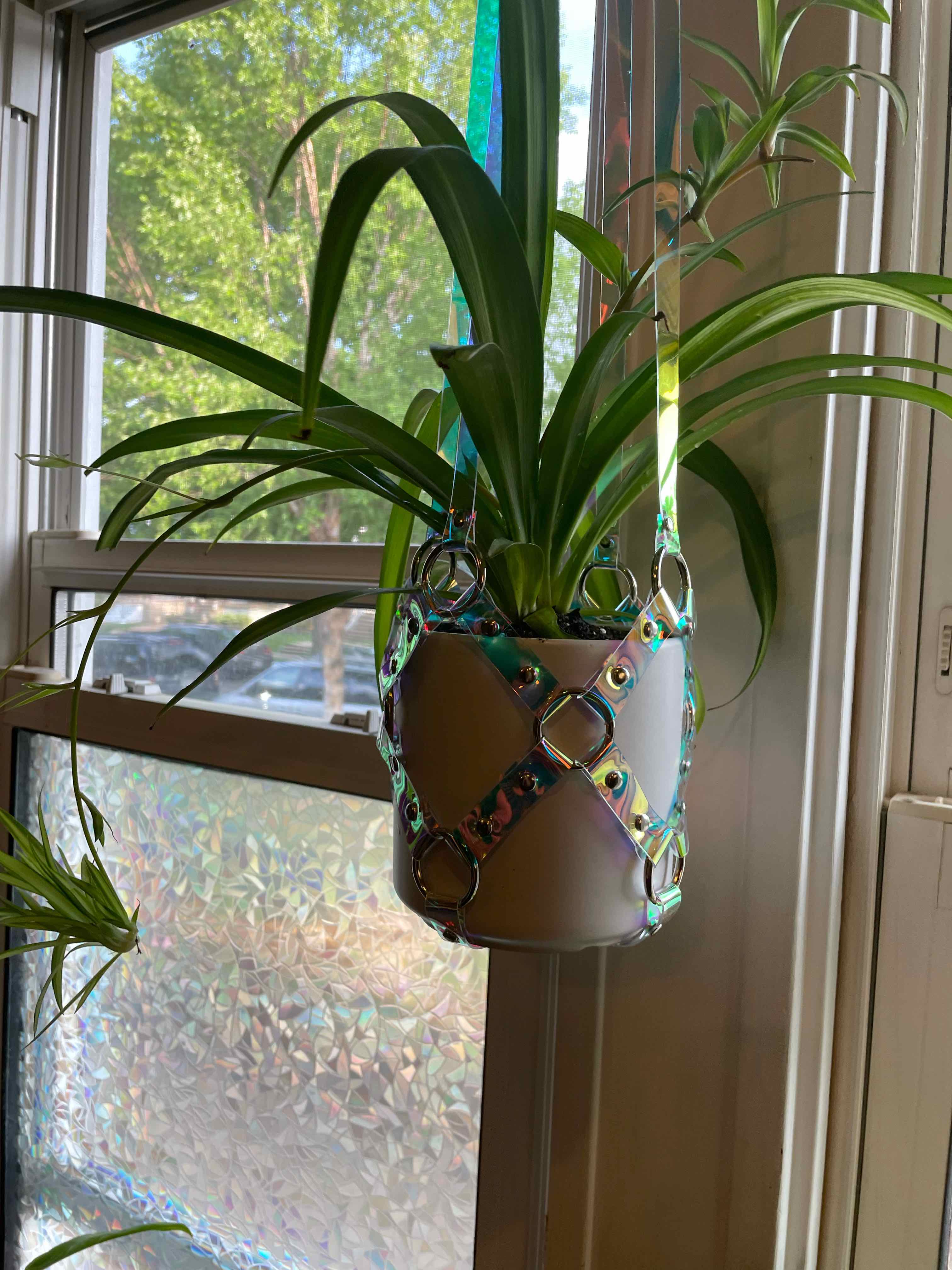 Hawaiian Spider Plant in a hanging pot near a window, appearing healthy with green leaves.