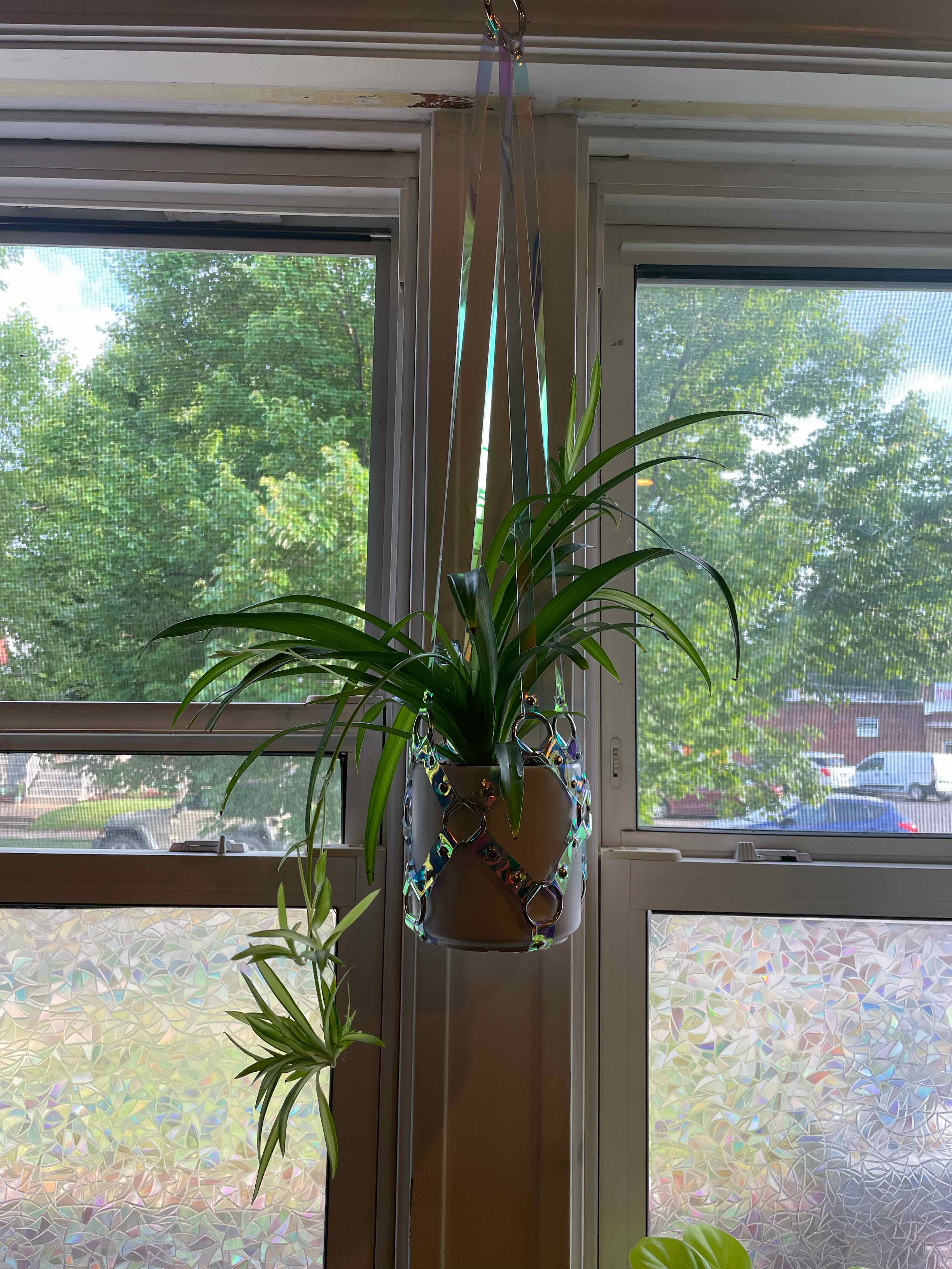 Hanging Hawaiian Spider Plant in front of a window, appearing healthy with long green leaves.