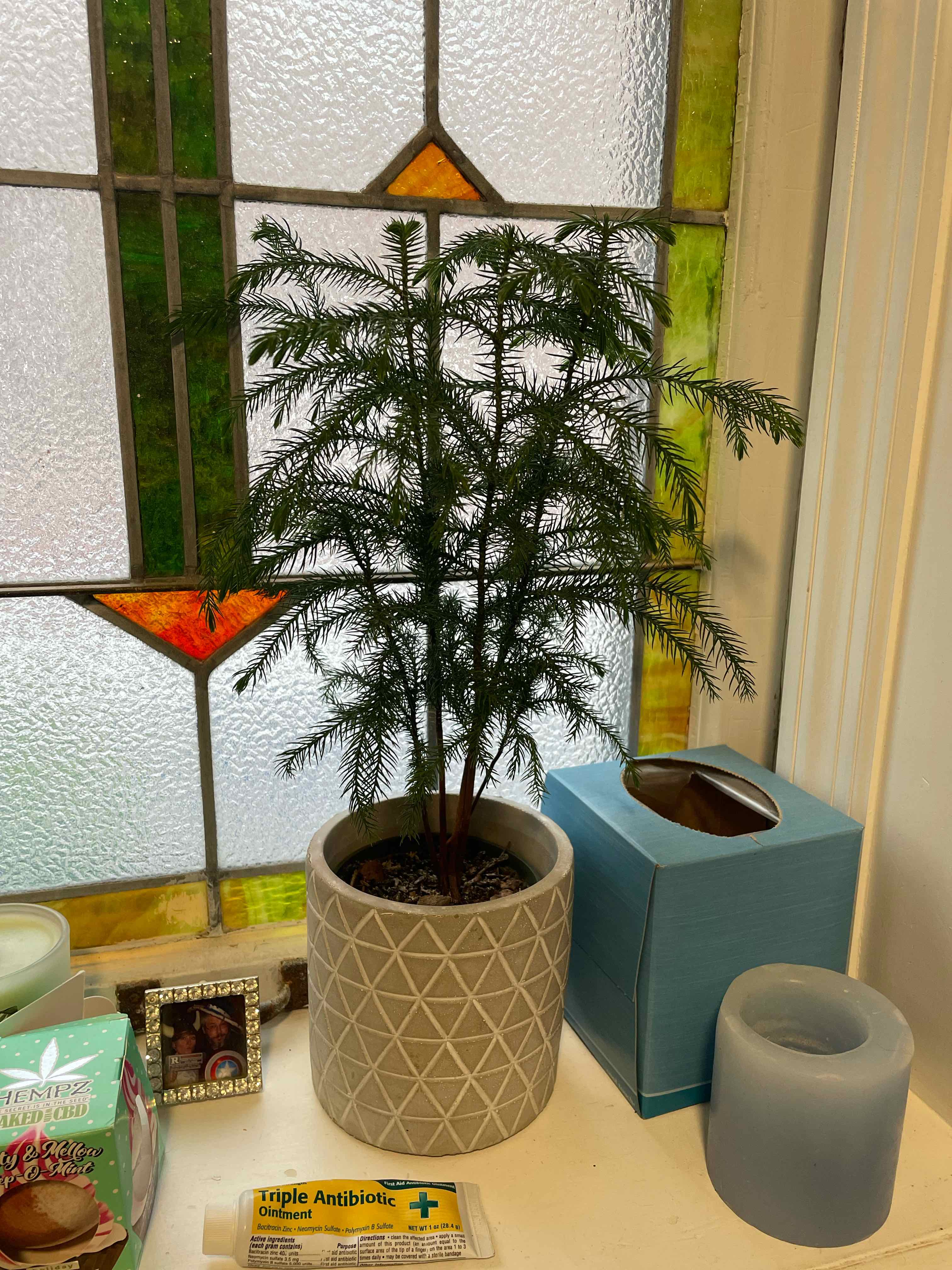 Norfolk Island Pine in a decorative pot on a windowsill with a stained glass window in the background.