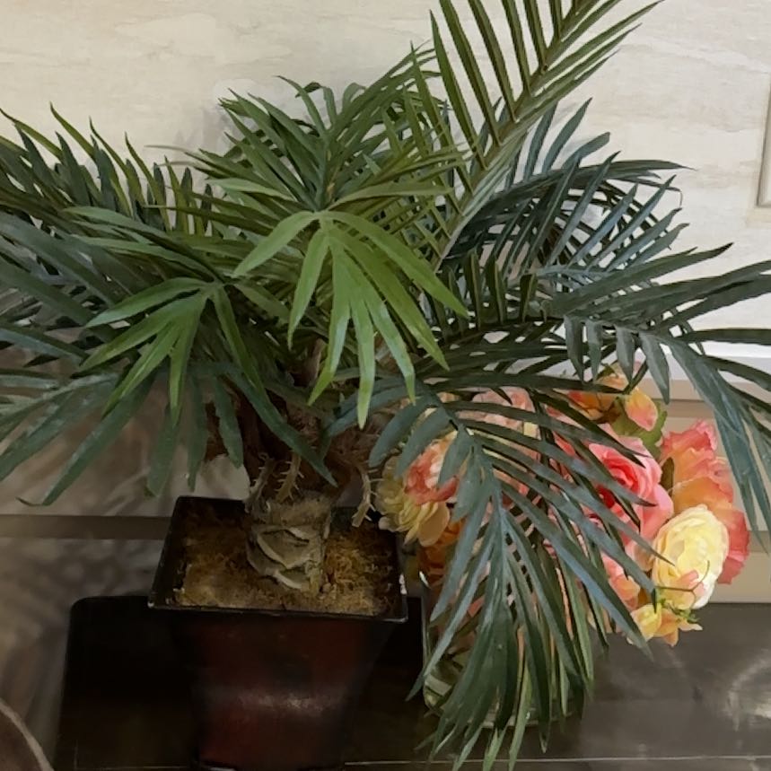Healthy Kentia palm in pot with lush green arching fronds and dried floral accents at base, no signs of discoloration or disease.