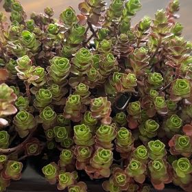 Photo of the plant species Dragon's Blood Stonecrop by @SpotonRedbanana named Meleys on Greg, the plant care app