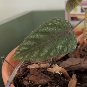 Photo of the plant species Rex Begonia Vine by @GodlyBogwillow named Fernie Mercury on Greg, the plant care app