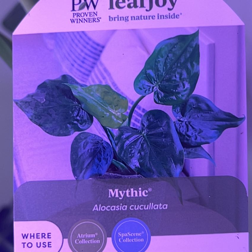 Photo of the plant species Alocasia cucullata 'Mint' by @AproposDecodon named Plato on Greg, the plant care app