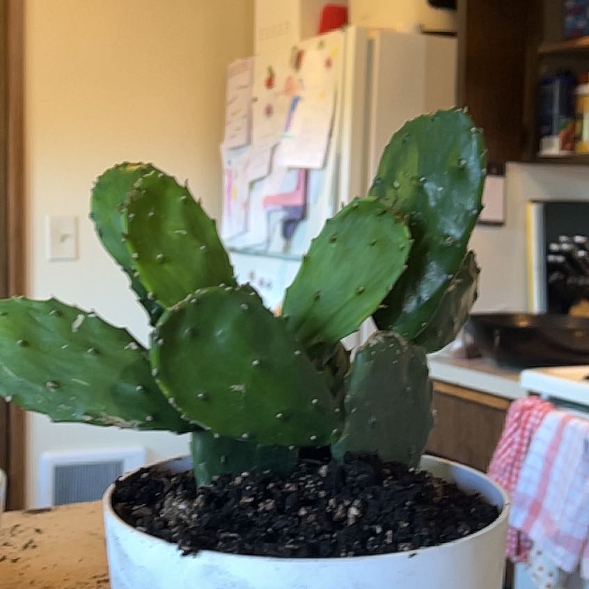 Photo of the plant species Opuntia 'Emerald Wave' by @ShowyBuroak named Tupot amaroot on Greg, the plant care app