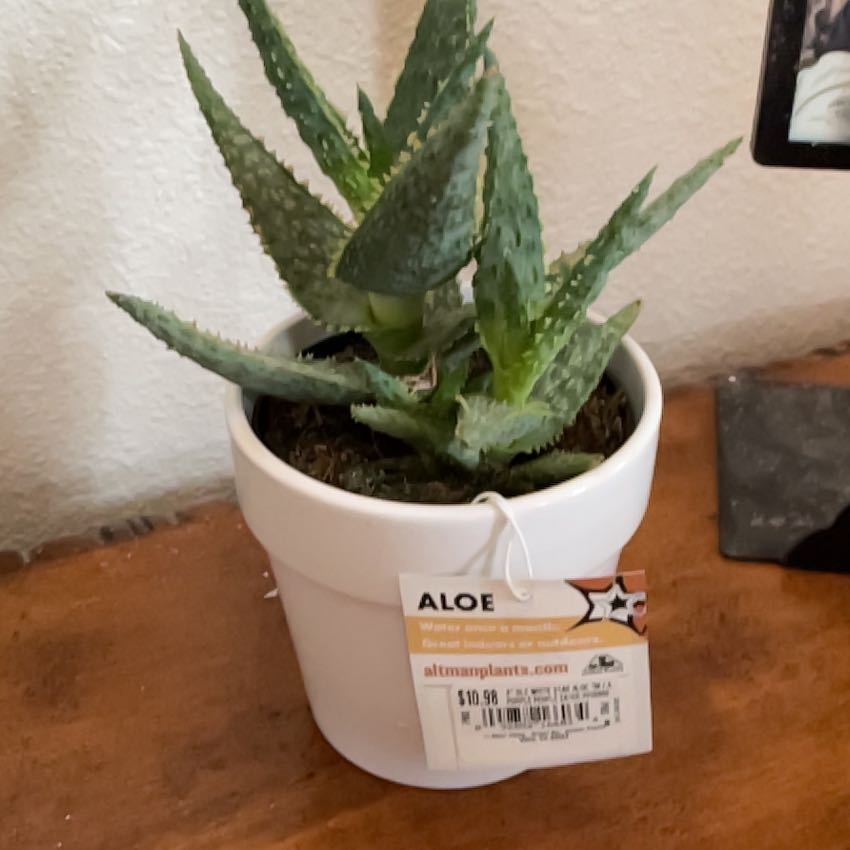 Photo of the plant species Mangave Purple People Eater by @FoxyLemon named Tree Diddy on Greg, the plant care app