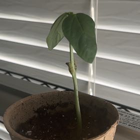 Photo of the plant species cowpea by @ZingLemongrass named Ronaldo on Greg, the plant care app
