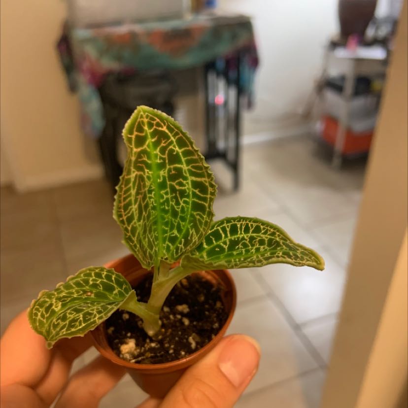 A healthy Lightning Bolt Jewel Orchid in a small pot with distinct veined leaves.