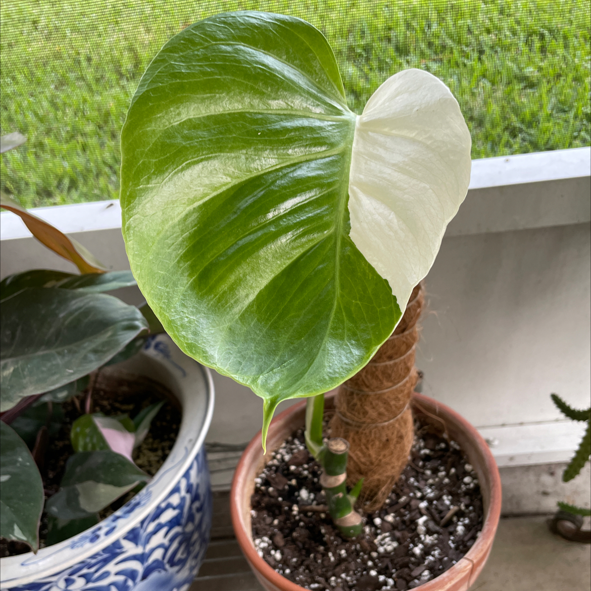 Monstera 'Albo' plant with a variegated leaf in a pot, showing green and white coloration.