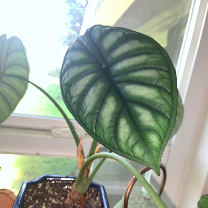 Alocasia 'Dragon Scale' plant with vibrant green leaves and prominent veining in a pot by a window.
