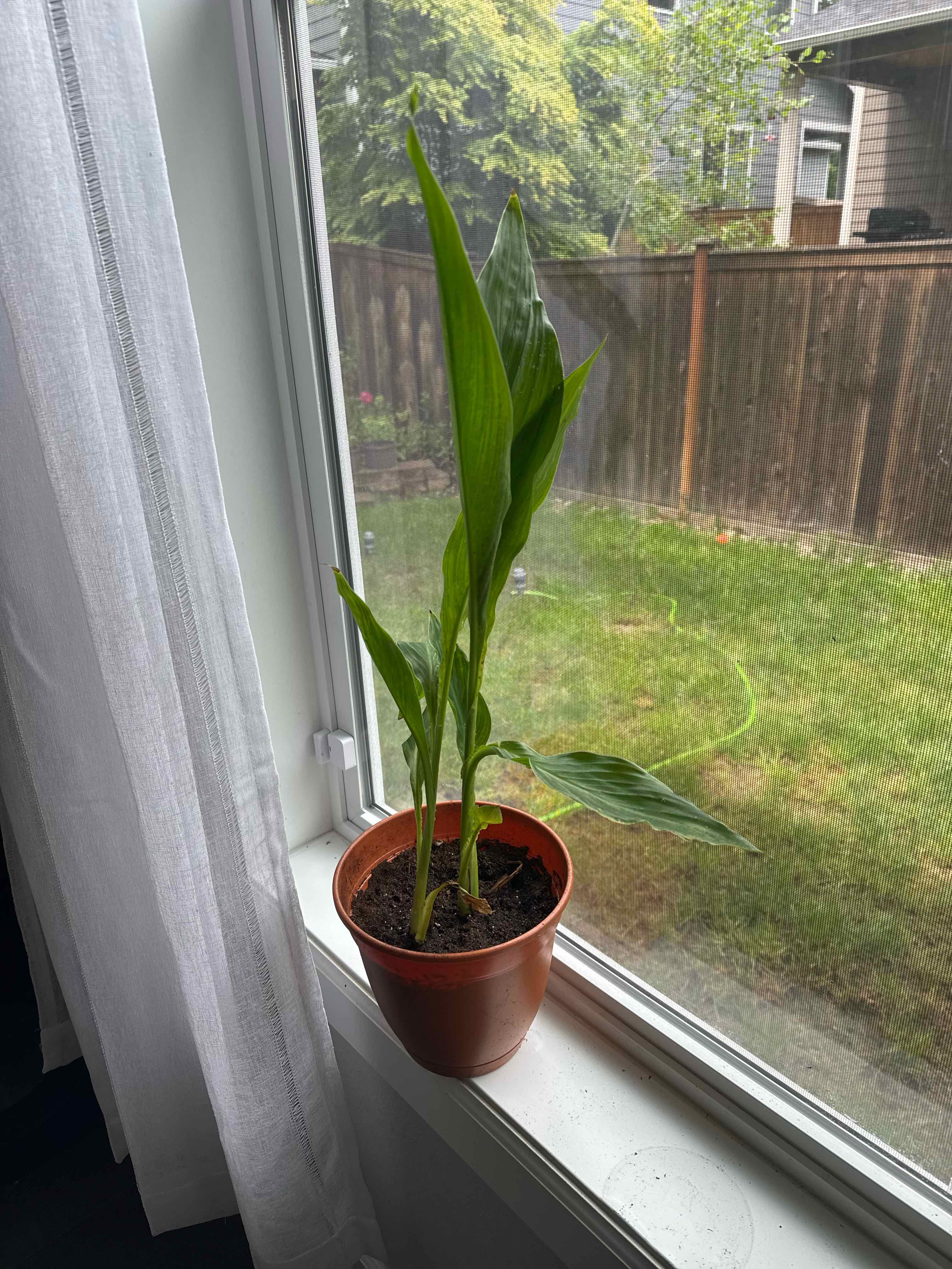 Photo of the plant species Canna Lily by @Blankenboat named Sol on Greg, the plant care app