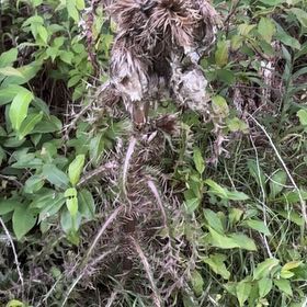 Photo of the plant species Bristly Thistle by @VitalSmallonion named da Vinci on Greg, the plant care app