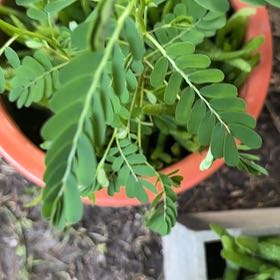 Photo of the plant species Chamber Bitter by @VitalSmallonion named Achilles on Greg, the plant care app