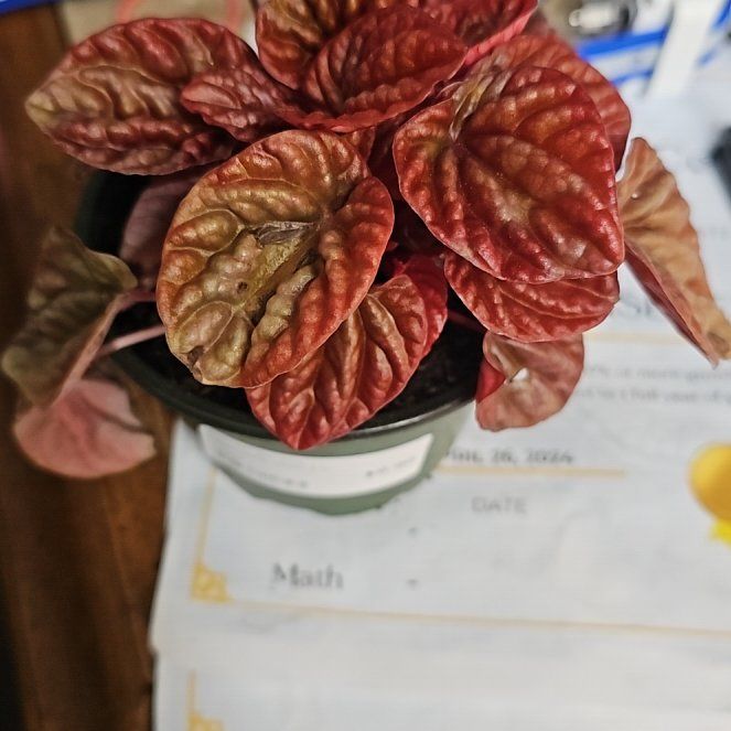 Photo of the plant species Peperomia Quito by @KookyMarshfern named Homer on Greg, the plant care app