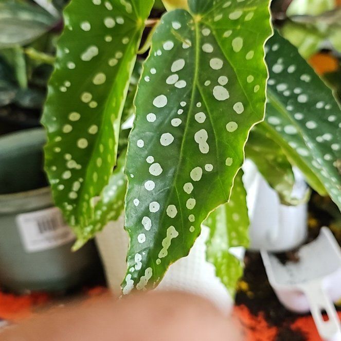 Photo of the plant species Sophia by @KookyMarshfern named Treeyoncé on Greg, the plant care app