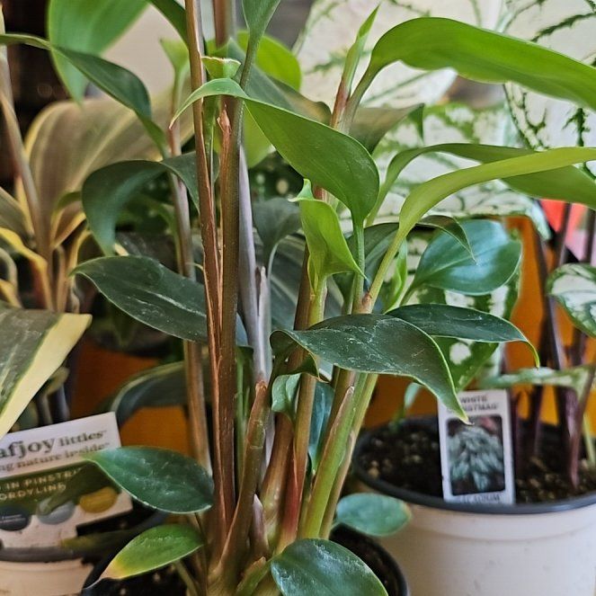 Photo of the plant species golden bush ginger by @KookyMarshfern named Sir Plancelot on Greg, the plant care app