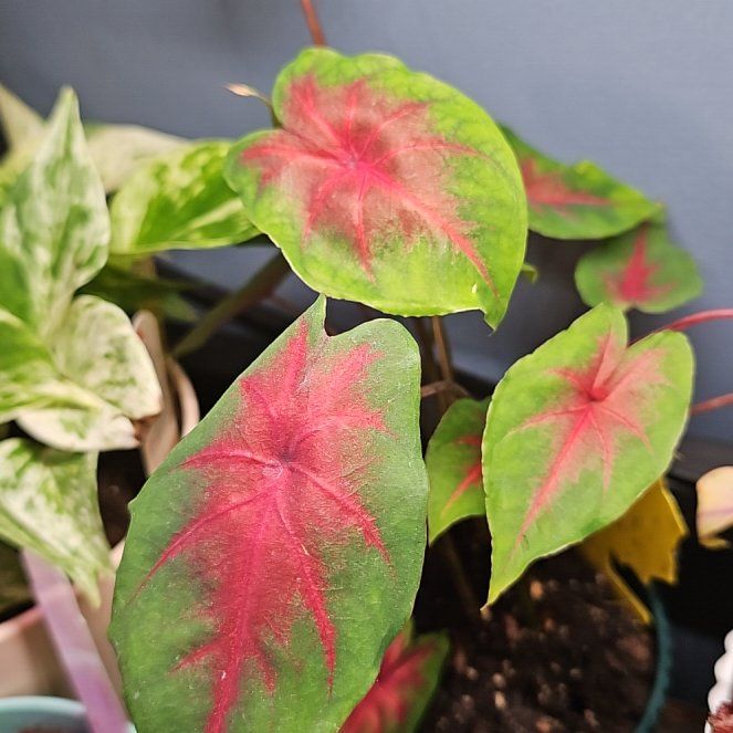 Photo of the plant species Caladium 'Fannie Munson' by @KookyMarshfern named Huckleberry Fern on Greg, the plant care app