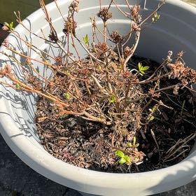 Photo of the plant species Autumn Carnation Azalea by @YeahWateroak named Aria on Greg, the plant care app