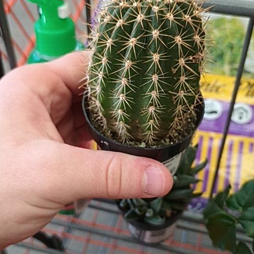 Photo of the plant species Soehrensia huascha subsp. huascha by @SelflessCoojong named Doja Cactus on Greg, the plant care app
