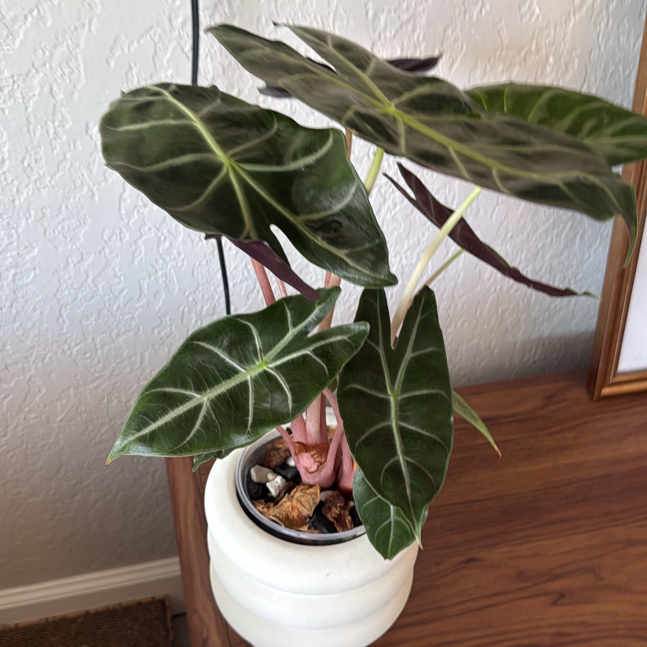Photo of the plant species Elephant Ear 'Morocco' by @craaa777 named Anne on Greg, the plant care app