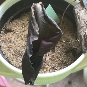 Photo of the plant species Elephant Foot Yam by @TiffanniAnn named Remington on Greg, the plant care app