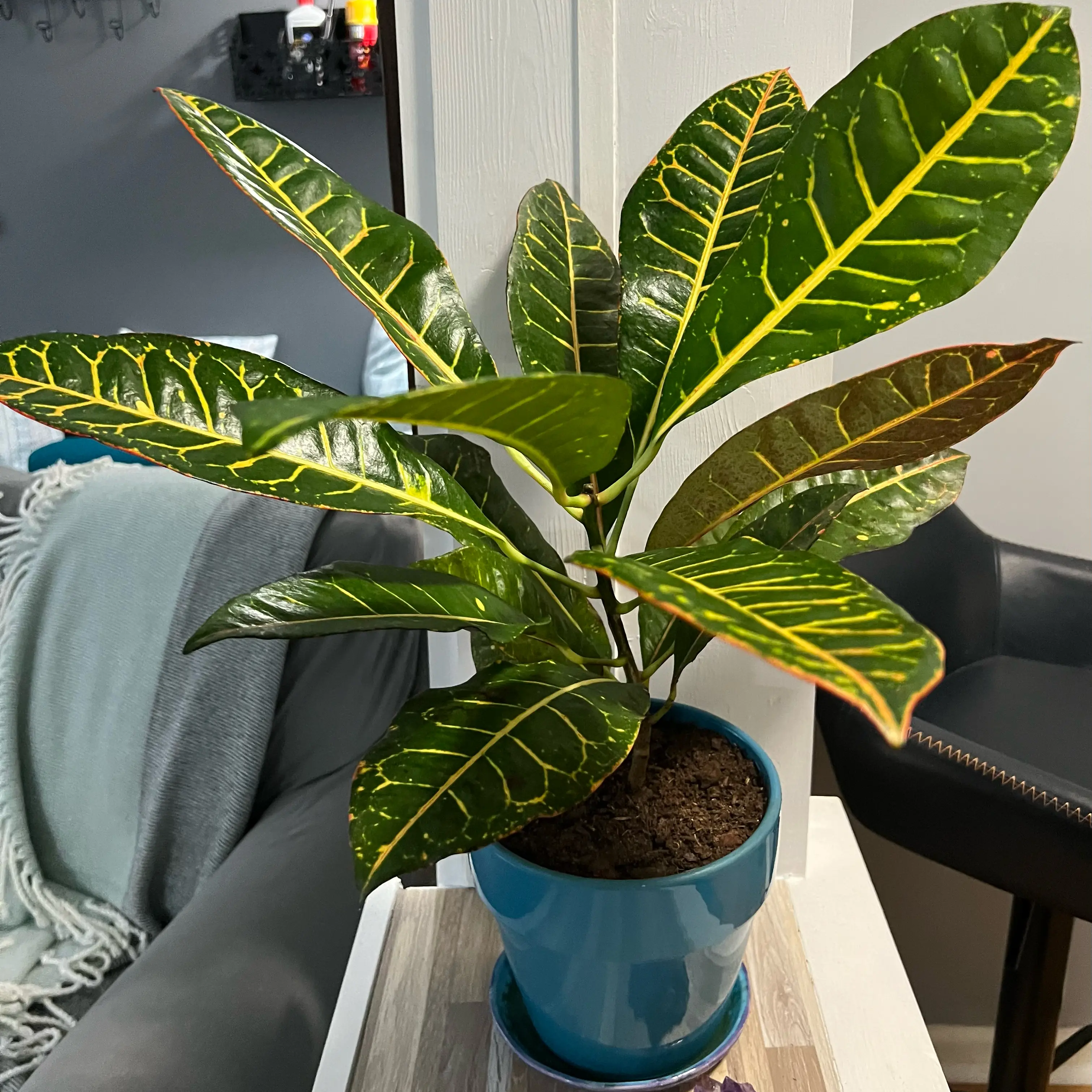 Photo of the plant species Croton petraeus by @GrowHappy named Petra on Greg, the plant care app