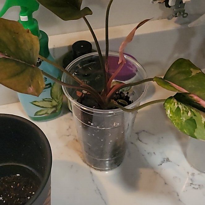 Photo of the plant species Homalomena Pink by @HunkyZelkova named Bruce Lee on Greg, the plant care app